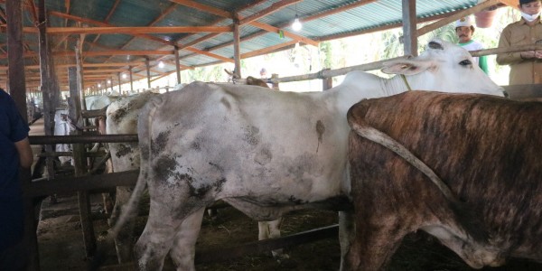 Kementan Optimis Desa Korporasi Sapi Mampu Tingkatkan Populasi dan Produksi Dalam Negeri