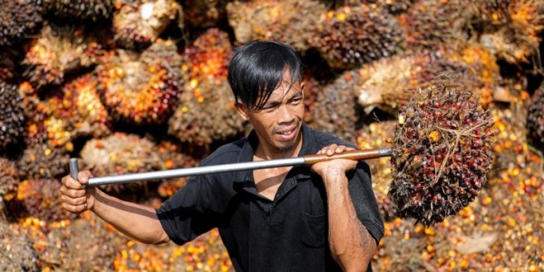 Pemerintah Harus Tolong Petani Sawit Rakyat, Harga Migor Juga Masih Mahal
