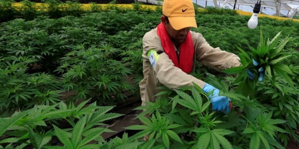 Laporan PBB: Konsumsi Ganja Naik Akibat Legalisasi dan Pembatasan Selama Covid-19