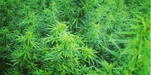 Polri Angkat Bicara Soal Wacana Legalisasi Ganja Medis, Begini Katanya