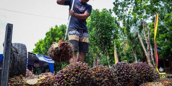 Dicurhati Petani, Teten Siap Dukung Pembangunan Pabrik Olahan Kelapa Sawit