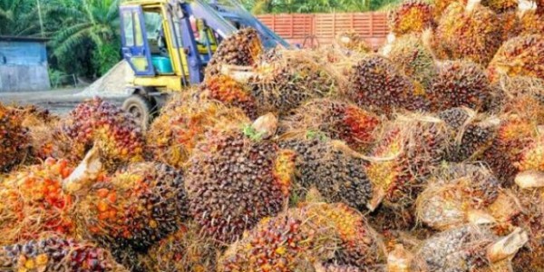 APPKSI: Bea Keluar CPO Masih Bebani Petani Sawit