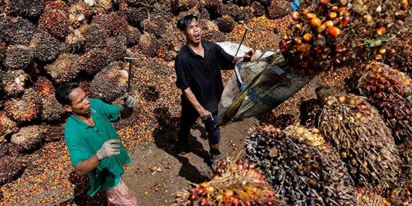 Terkait Ketersediaan Migor Domestik, PKS Minta Pemerintah Jangan Cuma Beri Imbauan