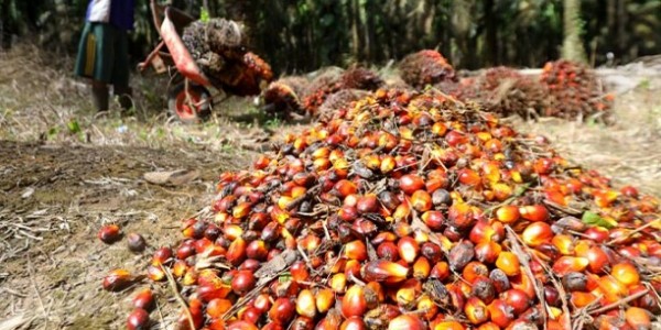 Tingkatkan Harga TBS di Petani, APPKSI Minta Jokowi Bebaskan Pungutan Ekspor CPO