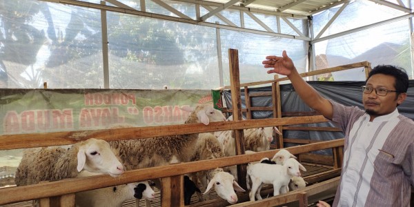 Fasilitasi KUR untuk Pembibitan dan Budidaya Kambing, Kementan Gandeng Perbankan
