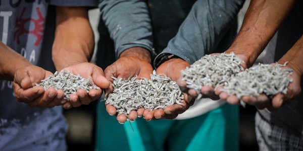 Tiga Komoditas Laut Buton Tengah Patut Didorong Jadi Produk Unggulan, Apa Saja?