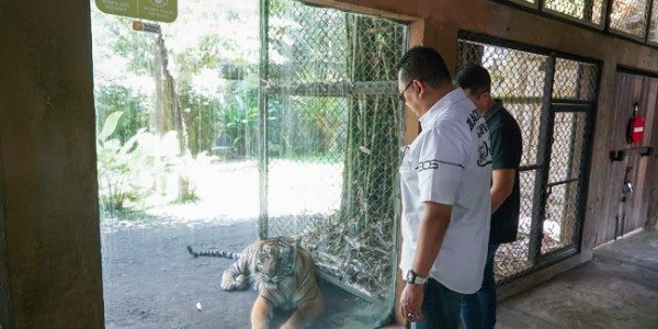Kunjungi Bali Zoo, Ketua MPR RI Beri Nama Anak Owa Jaya dan Ajak Masyarakat Dukung Pelestarian Satwa Liar