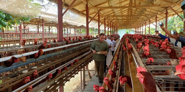 Kementan Jamin Ketersediaan Telur Ayam di Wilayah Indonesia Timur Aman