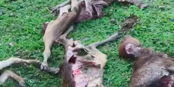 Ternak Warga yang Mati dengan Perut Tercabik Dipastikan Dimangsa Anjing Hutan