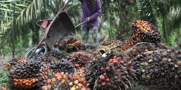 Harga Minyak Sawit Alami Penurunan 