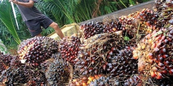 Harga Referensi CPO Naik, Bea Keluar CPO USD52/MT,dan Pungutan EksporCPO USD 90/MT
