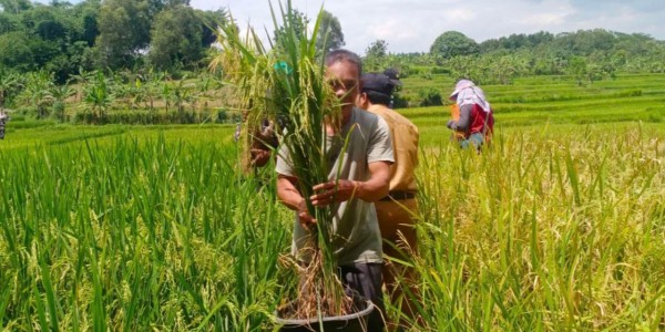 Padi Merah Cibadak Diharapkan Bisa Tingkatkan Ekonomi Petani