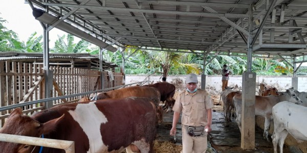 Lampaui Target, 9.035 Ternak di Bekasi Tervaksinasi PMK selama 2022