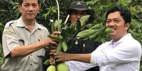 Dalban Daram, Resmi Jadi Buah Mangga Khas Kabupaten Bekasi