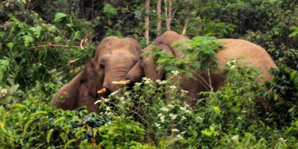 Usai Obrak-abrik Padi, Gajah Liar Mulai Masuk Pemukiman Warga di Aceh 
