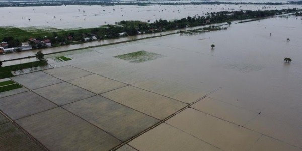 Petani Dapat Bantuan Bibit dan Pupuk Gratis dari Pemerintah