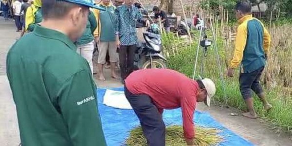 Masuki Panen Raya, Dinas Pertanian Bekasi Jamin Ketersediaan Beras