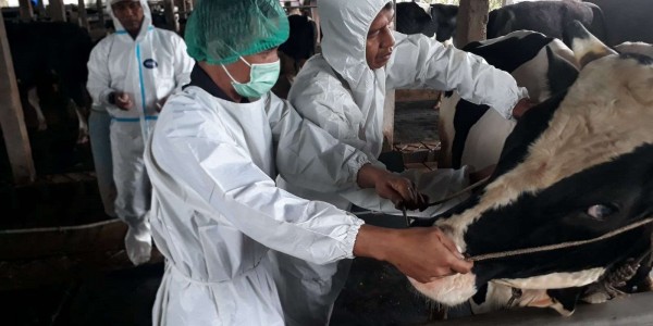 Cegah Penyakit Mulut dan Kuku, 9 Ribu Ekor Ternak Ditargetkan Divaksin
