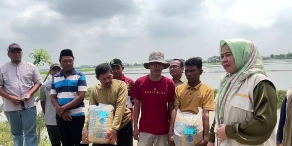 Sebanyak 262,250 Kg Benih Padi Disalurkan ke Petani Terdampak Banjir Bekasi