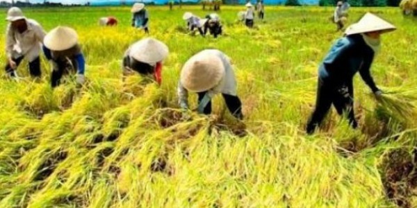 Maksimalkan Pertanian Modern, Petani Milenial Bali Sukses Terapkan Pupuk Organik