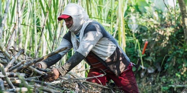 LPDB-KUMKM Buka Akses Pasar Petani Tebu dengan BUMN Pangan