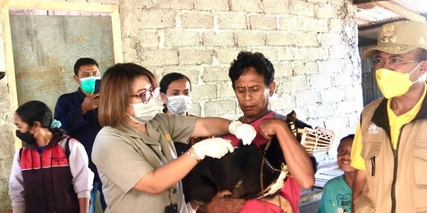 Tekan Penyebaran Virus, Kementan Vaksin Massal Rabies di Timor Tengah Selatan