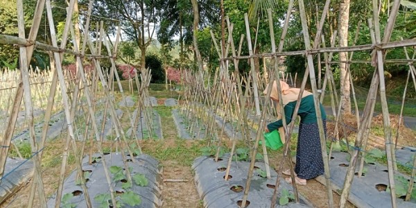 Dukung Ketahanan Pangan Nasional, Kelompok Wanita Tani Kiara Rahayu Patut Mendapat Perhatian