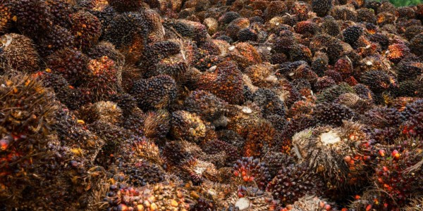 Kemenkop-RSPO Jalin Kerja Sama Kurangi Dampak Negatif Industri Kelapa Sawit
