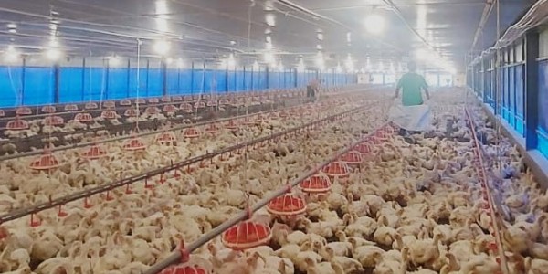 Kementan: Ketersediaan Ayam Ras Dalam Negeri Aman dan Mencukupi
