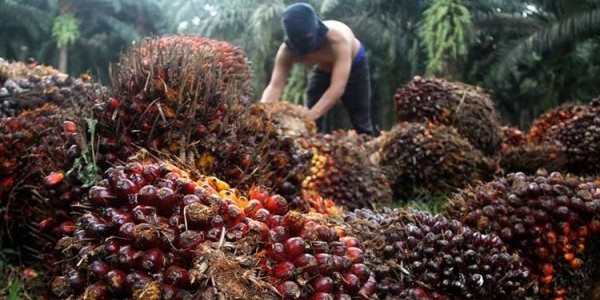 Harga Minyak Sawit di Jambi Turun Tipis Rp17 Per Kilogram