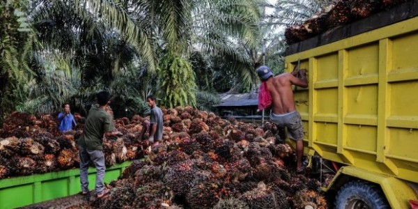 Satgas Sawit Bakal Tindak Perusahan yang 'Bandel' Lapor Data