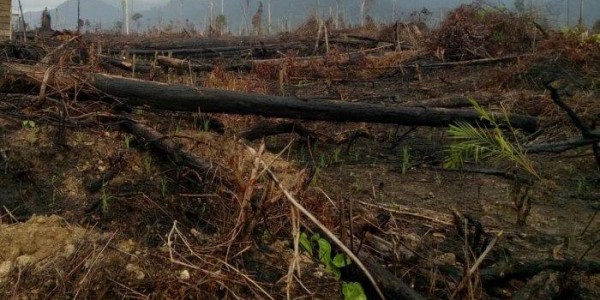 Polres Tebo Selidiki Penyebab Karhutla di Lahan Konsesi PT ABT