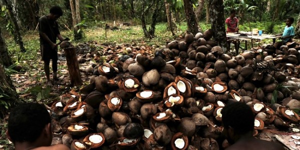 Salah Satu Komoditas Unggulan Indonesia, Produk Turunan Kelapa Harus Terus Dikembangkan