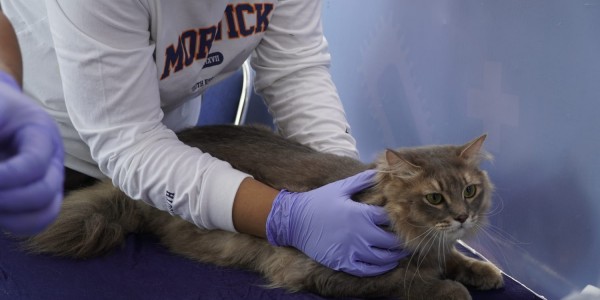 Menuju Indonesia Bebas Rabies 2030, Kementan Gelar Vaksinasi Serentak