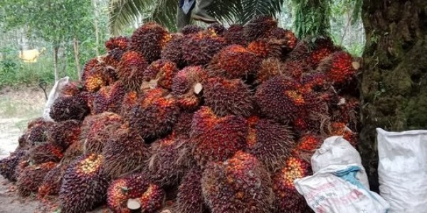 Holding Perkebunan Nusantara PTPN III Bentuk Subholding Sawit