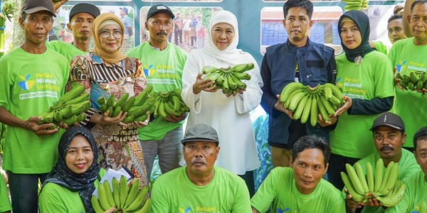 Panen 2 Ton Pisang bersama Petani Lumajang, Khofifah Dorong Ekstensifikasi Lahan untuk Kebutuhan Ekspor
