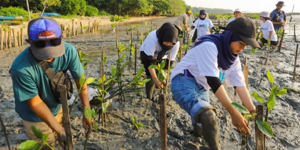 Pelindo Lakukan Penyulaman 20.000 Bibit Mangrove di Desa Bancaran, Bangkalan