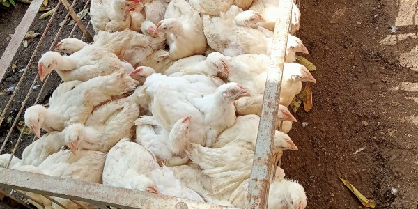 Harga Daging Ayam Masih Naik Melejit?