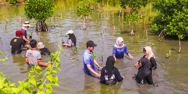 Sayang Bumi, Acer Indonesia Tanam Ribuan Mangrove di Konservasi Wonorejo, Surabaya