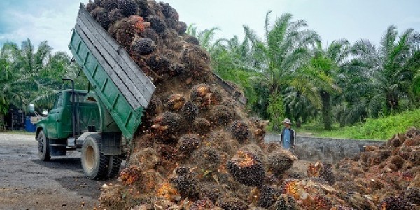 APPKSI Minta Polri Tertibkan PKS Tanpa Kebun Sawit
