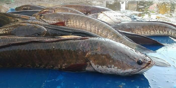 Kereen...Mahasiswa UGM Kembangkan Obat Kanker dari Ikan Gabus