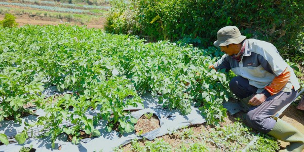 LPDB-KUMKM Dongkrak Produktivitas Petani Kentang Dieng Melalui Koperasi