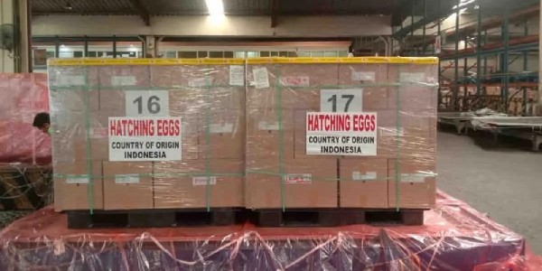 Ekspansi Ekspor Unggas Indonesia Berhasil Tembus ke Pasar Timur Tengah