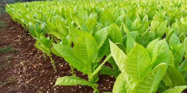 Melihat Dampak Kebijakan Cukai Hasil Tembakau Bagi Petani dan Buruh Tani Tembakau