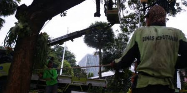 Sepanjang 2024, Distamhut DKI Pangkas 82.571 Pohon