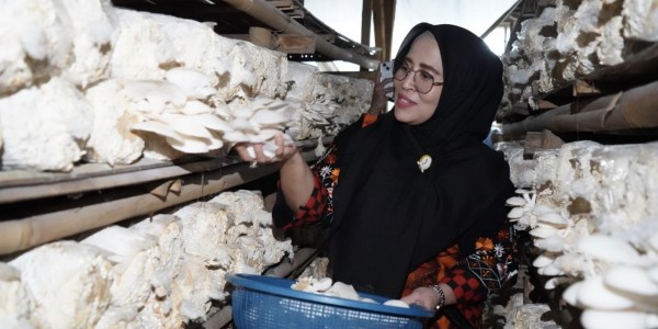 Kunjungi Kelompok Tani Binaan Dinas Kehutanan, Siqom Apresiasi Kreatifitas UMKM Olahan Jamur