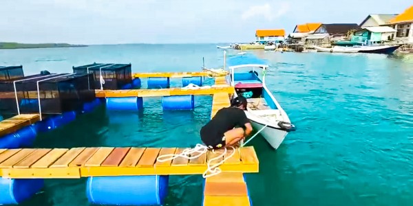 Budidaya 2 Miliar Ekor Lobster, BALAD Grup Mulai Pasang 80 Ribu Keramba di Sumenep