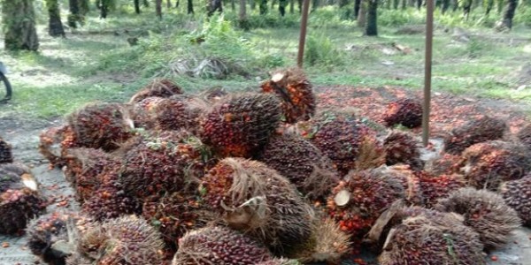 Kembangkan Inovasi, Kemenperin Pacu Hilirisasi Sawit Jadi Produk Cokelat