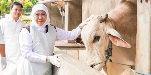 Jelang Idul Adha, Stok Hewan Kurban di Jatim Surplus, Gubernur Khofifah Pastikan Aman, Sehat dan Bebas PMK