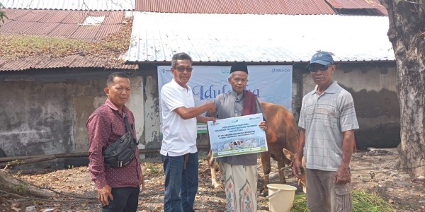 Pelabuhan Tegal Gandeng Lantamal Salurkan 2 Hewan Qurban Sapi Ke Warga